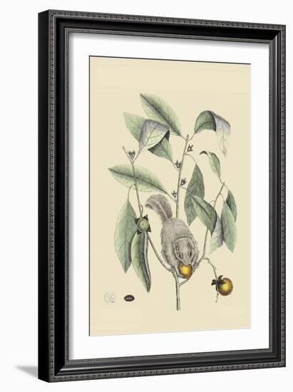 Ground Squirrel-Mark Catesby-Framed Art Print