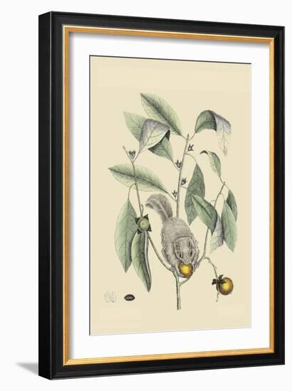 Ground Squirrel-Mark Catesby-Framed Art Print