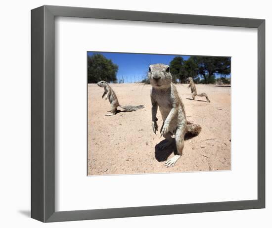 Ground Squirrels (Xerus Inauris), Kgalagadi Transfrontier Park, Northern Cape, South Africa, Africa-null-Framed Photographic Print