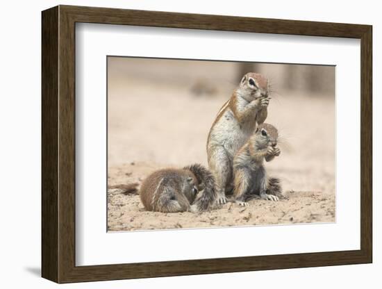 Ground Squirrels (Xerus Inauris), Kgalagadi Transfrontier Park, Northern Cape, South Africa, Africa-Ann & Steve Toon-Framed Photographic Print