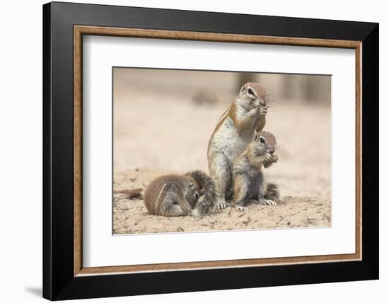 Ground Squirrels (Xerus Inauris), Kgalagadi Transfrontier Park, Northern Cape, South Africa, Africa-Ann & Steve Toon-Framed Photographic Print