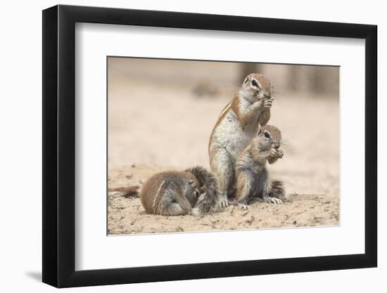 Ground Squirrels (Xerus Inauris), Kgalagadi Transfrontier Park, Northern Cape, South Africa, Africa-Ann & Steve Toon-Framed Photographic Print