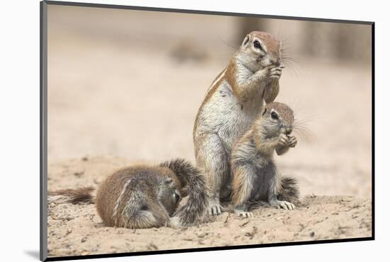 Ground Squirrels (Xerus Inauris), Kgalagadi Transfrontier Park, Northern Cape, South Africa, Africa-Ann & Steve Toon-Mounted Photographic Print