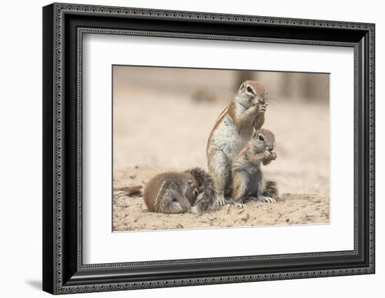 Ground Squirrels (Xerus Inauris), Kgalagadi Transfrontier Park, Northern Cape, South Africa, Africa-Ann & Steve Toon-Framed Photographic Print