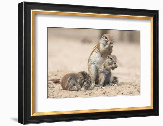 Ground Squirrels (Xerus Inauris), Kgalagadi Transfrontier Park, Northern Cape, South Africa, Africa-Ann & Steve Toon-Framed Photographic Print