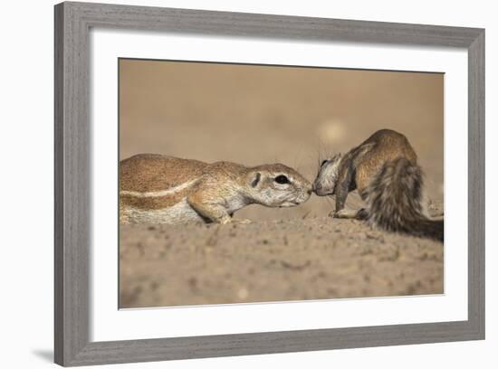 Ground Squirrels (Xerus Inauris), Kgalagadi Transfrontier Park, Northern Cape, South Africa, Africa-Ann & Steve Toon-Framed Photographic Print