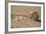 Ground Squirrels (Xerus Inauris), Kgalagadi Transfrontier Park, Northern Cape, South Africa, Africa-Ann & Steve Toon-Framed Photographic Print