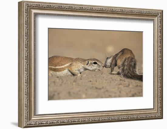 Ground Squirrels (Xerus Inauris), Kgalagadi Transfrontier Park, Northern Cape, South Africa, Africa-Ann & Steve Toon-Framed Photographic Print