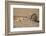 Ground Squirrels (Xerus Inauris), Kgalagadi Transfrontier Park, Northern Cape, South Africa, Africa-Ann & Steve Toon-Framed Photographic Print