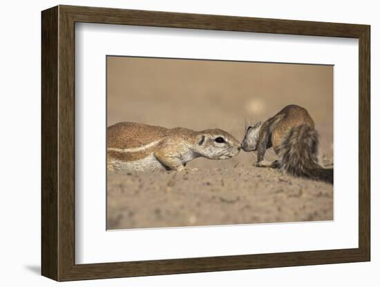 Ground Squirrels (Xerus Inauris), Kgalagadi Transfrontier Park, Northern Cape, South Africa, Africa-Ann & Steve Toon-Framed Photographic Print