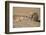 Ground Squirrels (Xerus Inauris), Kgalagadi Transfrontier Park, Northern Cape, South Africa, Africa-Ann & Steve Toon-Framed Photographic Print