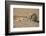 Ground Squirrels (Xerus Inauris), Kgalagadi Transfrontier Park, Northern Cape, South Africa, Africa-Ann & Steve Toon-Framed Photographic Print