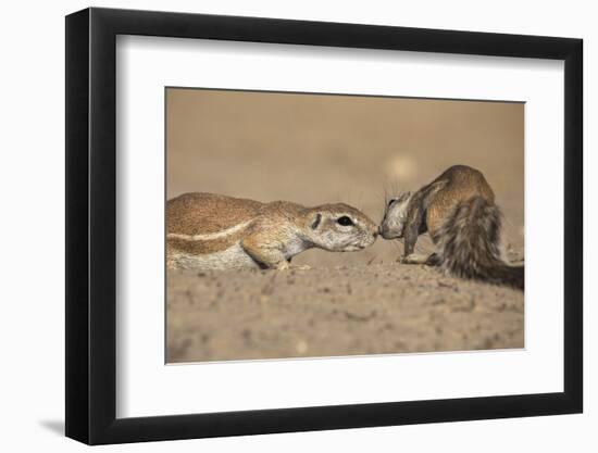 Ground Squirrels (Xerus Inauris), Kgalagadi Transfrontier Park, Northern Cape, South Africa, Africa-Ann & Steve Toon-Framed Photographic Print