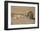 Ground Squirrels (Xerus Inauris), Kgalagadi Transfrontier Park, Northern Cape, South Africa, Africa-Ann & Steve Toon-Framed Photographic Print