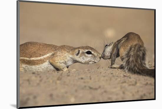 Ground Squirrels (Xerus Inauris), Kgalagadi Transfrontier Park, Northern Cape, South Africa, Africa-Ann & Steve Toon-Mounted Photographic Print