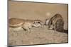 Ground Squirrels (Xerus Inauris), Kgalagadi Transfrontier Park, Northern Cape, South Africa, Africa-Ann & Steve Toon-Mounted Photographic Print