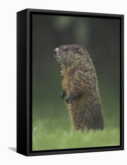 Groundhog Woodchuck, Great Smoky Mountains National Park, Tennessee, USA-Adam Jones-Framed Premier Image Canvas