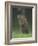 Groundhog Woodchuck, Great Smoky Mountains National Park, Tennessee, USA-Adam Jones-Framed Photographic Print