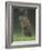 Groundhog Woodchuck, Great Smoky Mountains National Park, Tennessee, USA-Adam Jones-Framed Photographic Print