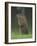 Groundhog Woodchuck, Great Smoky Mountains National Park, Tennessee, USA-Adam Jones-Framed Photographic Print