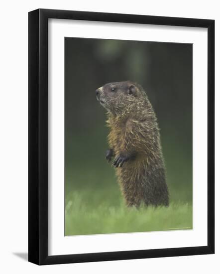 Groundhog Woodchuck, Great Smoky Mountains National Park, Tennessee, USA-Adam Jones-Framed Photographic Print