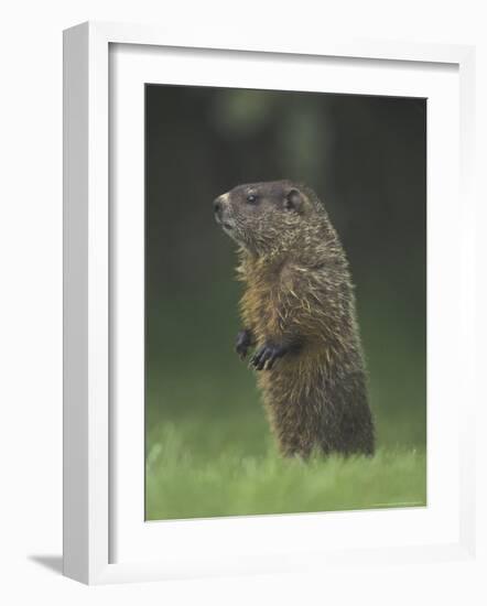 Groundhog Woodchuck, Great Smoky Mountains National Park, Tennessee, USA-Adam Jones-Framed Photographic Print