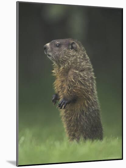 Groundhog Woodchuck, Great Smoky Mountains National Park, Tennessee, USA-Adam Jones-Mounted Photographic Print