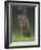 Groundhog Woodchuck, Great Smoky Mountains National Park, Tennessee, USA-Adam Jones-Framed Photographic Print