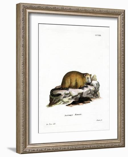 Groundhog-null-Framed Giclee Print