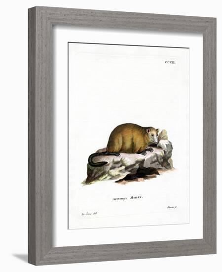 Groundhog-null-Framed Giclee Print