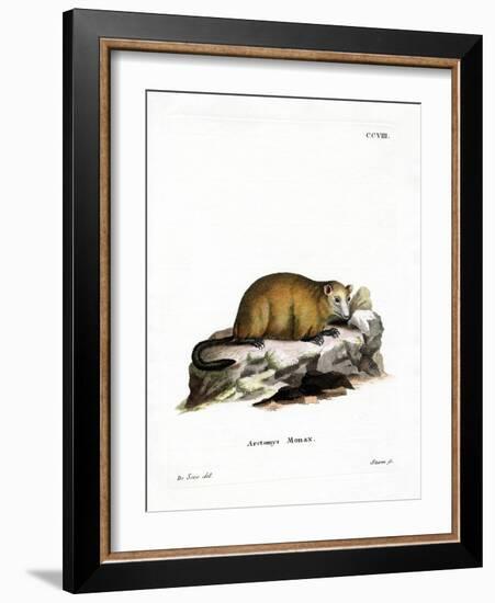 Groundhog-null-Framed Giclee Print