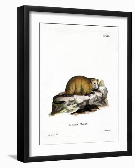 Groundhog-null-Framed Giclee Print