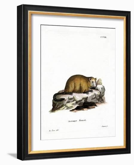 Groundhog-null-Framed Giclee Print