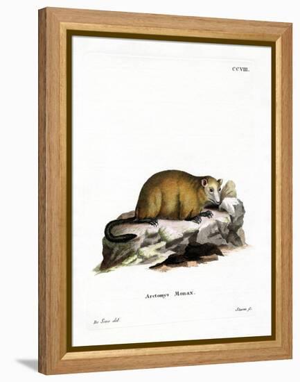 Groundhog-null-Framed Premier Image Canvas