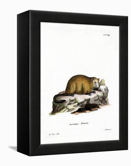 Groundhog-null-Framed Premier Image Canvas