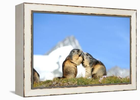 Groundhogs, Two, at the Side-Reiner Bernhardt-Framed Premier Image Canvas