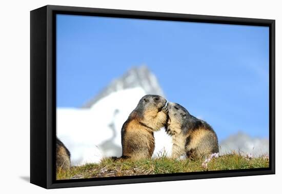 Groundhogs, Two, at the Side-Reiner Bernhardt-Framed Premier Image Canvas