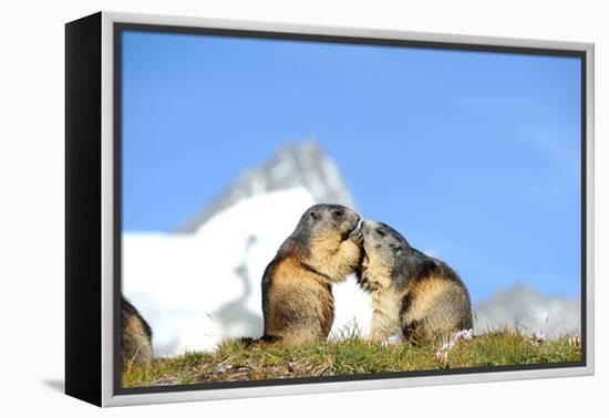 Groundhogs, Two, at the Side-Reiner Bernhardt-Framed Premier Image Canvas