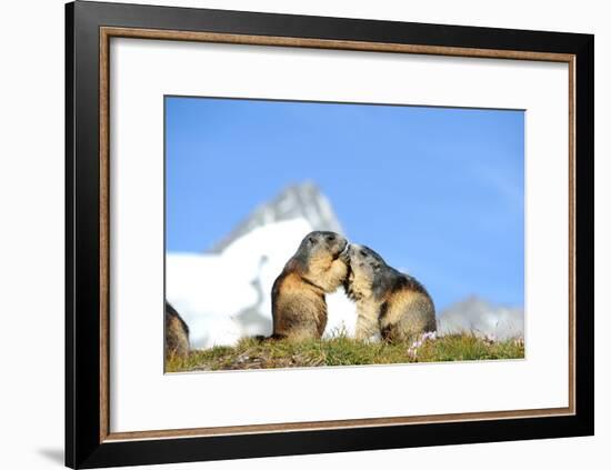 Groundhogs, Two, at the Side-Reiner Bernhardt-Framed Photographic Print