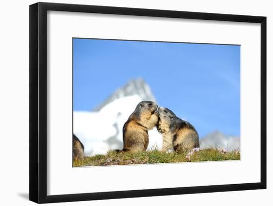 Groundhogs, Two, at the Side-Reiner Bernhardt-Framed Photographic Print