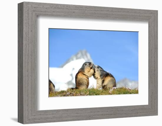 Groundhogs, Two, at the Side-Reiner Bernhardt-Framed Photographic Print