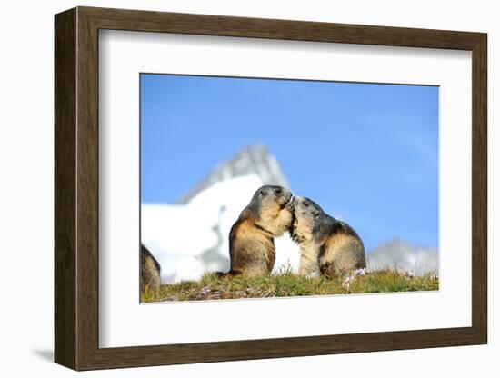 Groundhogs, Two, at the Side-Reiner Bernhardt-Framed Photographic Print