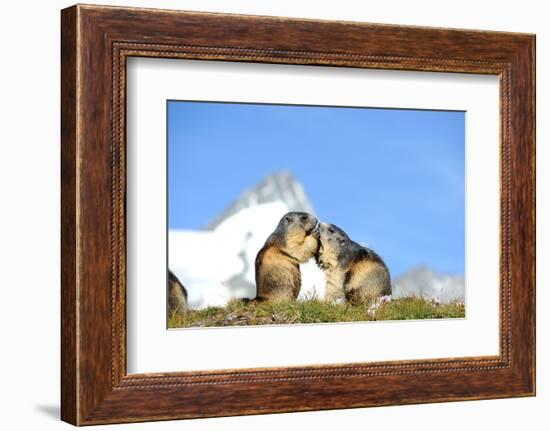 Groundhogs, Two, at the Side-Reiner Bernhardt-Framed Photographic Print