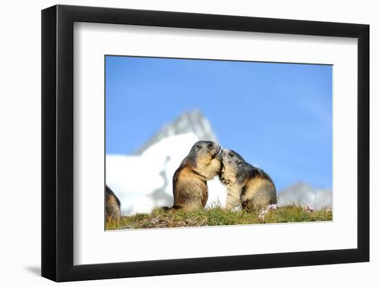 Groundhogs, Two, at the Side-Reiner Bernhardt-Framed Photographic Print