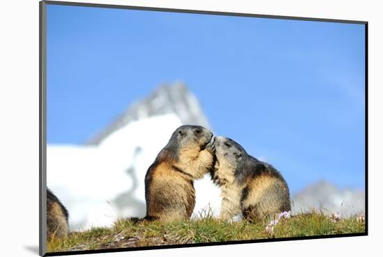 Groundhogs, Two, at the Side-Reiner Bernhardt-Mounted Photographic Print