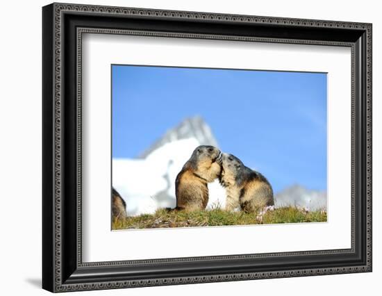 Groundhogs, Two, at the Side-Reiner Bernhardt-Framed Photographic Print