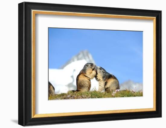 Groundhogs, Two, at the Side-Reiner Bernhardt-Framed Photographic Print