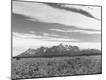 Photographic Print