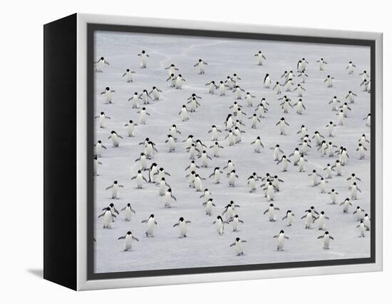 Group Dance-Art Wolfe-Framed Premier Image Canvas