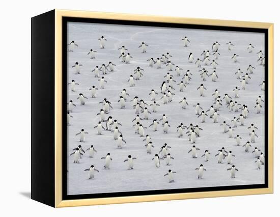 Group Dance-Art Wolfe-Framed Premier Image Canvas